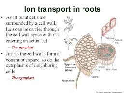 Parts of plant cell plants cell constitute of membrane bound nucleus and many cellular structures. Solute Transport Plant Cells Separated From Their Environment