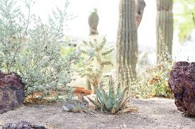 Ethel M Chocolate Factory And Botanical Cactus Gardens Cactus Garden Chocolate Factory Cactus
