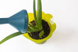 | aloe vera fresh cut 8oz barbadensis leaves leafs for medic uses dhl fast shippin. How To Regrow A Broken Aloe Leaf Aloe Leaf Growing Aloe Vera Aloe Plant