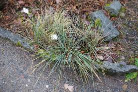 Image result for Festuca
