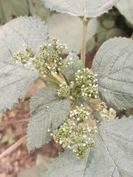 Image result for Laportea alatipes