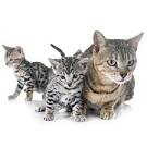 Cats and Kittens for Sale | Petfinder