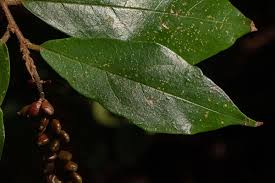 Image result for Antidesma vogelianum