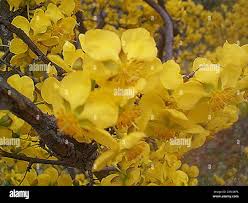 Image result for Ochna pretoriensis