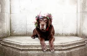 Paint a bouquet of flowers on a blue background by a flat brush. Flower Crown For Dogs Wear Wag Repeat