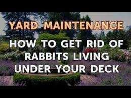 Check spelling or type a new query. How To Get Rid Of Rabbits Living Under Your Deck Youtube