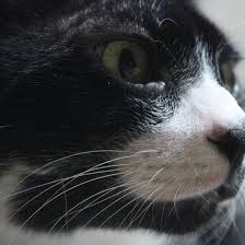 Kedi Ve Kopekler Vejetaryen Veya Vegan Beslenebilir Mi Evrim Agaci
