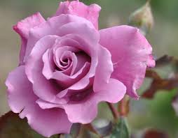 Learn how to plant and care for your roses with our free online educational videos. Angel Face Floribunda Rose Bareroot Semi Double Deep Lavender Blooms Walmart Com Walmart Com
