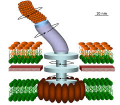 Plant and fungal cells have cell walls. Bacterial Flagella Nanotechnology