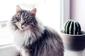 This cat breed produces less of. 10 Adorable Hypoallergenic Cat Breeds Lelu Bobo