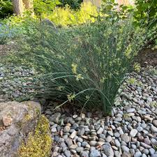 Image result for Juncus