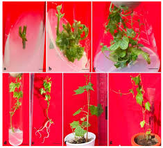 Image result for Diplocyclos