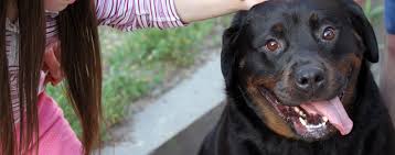 Can Dogs Get Down Syndrome Wag