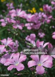 Image result for Linaceae