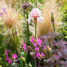 We Love This Combination Bearded Iris With Red Campion Alliums And New Zealand Wind Grass Gardenerswor Colorful Flower Beds Bearded Iris Garden Inspiration