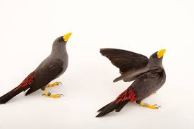 Pair Of Grosbeak Starlings (Scissirostrum dubium)