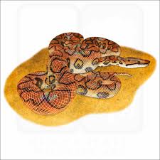 Colombian Rainbow Boa Care Sheet | Reptifiles