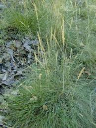 Image result for Deschampsia