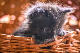 Knowing how to properly care for your pet and feeding him or her a balanced diet lays the groundwork for a long and healthy life. Andy S Son Sin Endi Originalcontent Pet Cat Kitten Portrait Andy Eyes Snout Cute Nikon Chocolate Chantillyatifani Emmaline Animal Katzenliebhaber