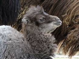 There have been a number of rocky mountain goats born in the canadian wilds and keepers are also zoo officials say that the residents of calgary likely haven't ever seen a baby camel at the facility before. Willow The Baby Camel Arrives At Welsh Mountain Zoo Wales Online