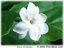 Arabian Jasmine Flower Hardiness Usda Zones 9 11 Although This Is A Tropical Plant Arabian Jasmine Can Be Grown Out Plants Jasmine Flower Tropical Plants