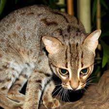In any case, these cats may appear larger than they actually are, due to their strong, muscular. Rusty Spotted Cat International Society For Endangered Cats Isec Canada