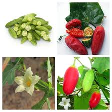 Image result for Coccinia sessilifolia