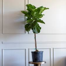 Image result for Ficus tesselata