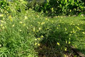 Image result for Diplotaxis tenuifolia