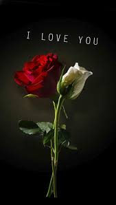 I Love You Love Rose Love You Images Red Roses