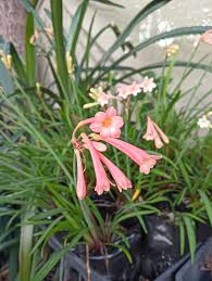 Image result for Cyrtanthus mackenii