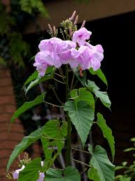 Image result for Ipomoea carnea