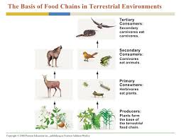 The abiotic factors of terrestrial habitat are, moisture, temperature, light and land. Food Chain In Terrestrial Habitat Terrestrial And Aquatic Food Chains