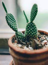 Sometimes our adorable kitties can be a little smelly, especially around the litter box. Top 17 Succulents That Are Safe For Cats Dogs And Pets Succulent Plant Care