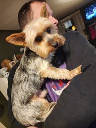 Lost Yorkie Dog Found in Mount Penn