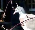 Video insolite dans notre sélection humour en streaming. Piege A Pigeons