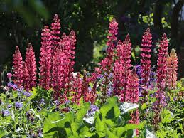 The species has both benefits and problems for. Lupine Edelknabe Schonstes Stauden Sortiment Expertenwissen