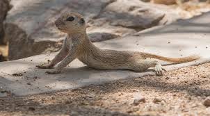 The average of 6 to 7 young are born in the middle of march or april. Round Tailed Ground Squirrel 1995 Photograph By Tam Ryan