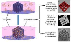 Most relevant best selling latest uploads. 3d Cell Culture For Biological Relevant Neuroscientific In Vitro Environments Advanced Science News