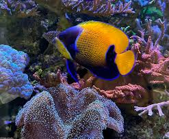 Image result for Jamesbrittenia albobadia