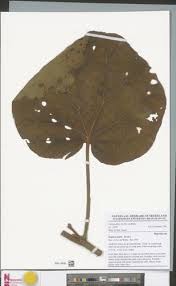Image result for Begonia ampla