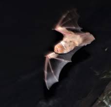 Eastern red bat