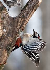 3 stars hotel picchio nero is located at via mulino 22 in terranova di pollino in 385 m from the services and infrastructure description of hotel picchio nero. Marco Angeli 2009 Picchio Nero Fotografare Il Parco