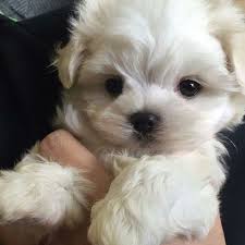 Maltese Terrier On Twitter Maltese Terrier Dog Love Puppy Puppylove Pet Pets Kopek Bursa Istanbul Izmir Antalya Turkiye Ankara Cesme Puppy 05535959417 Https T Co Suxmoqbseg