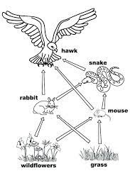 Free printable colorings pages to print and color. Food Chain Coloring Sheets Primary Coloring Sheets Primary Coloring Pages Food Web Coloring Free Food Web Activities Food Web Food Chain