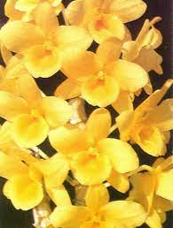 Dendrobium Yellow Ribbon Delight Dendrobium Orchids Orchid Varieties Orchids