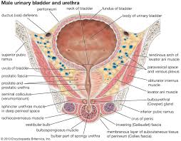 When you urinate, the smooth muscle of the bladder walls contract, releasing the urine. Urinary Bladder Human Anatomy Britannica