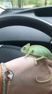 This lizard walks along a branch and sticks out his tongue, changing from red to pink to green to ye. Veiled Chameleon For Sale Live Pet Reptiles Petsmart