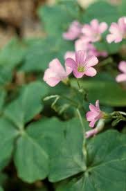 Image result for Oxalis debilis