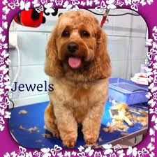 Maybe you would like to learn more about one of these? Luscious Paws Dog Grooming Salon Pet Groomer 3 Sinclair Walk Pakenham Vic 3810 Reviews